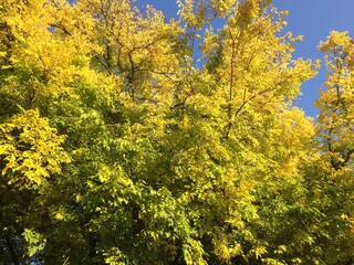 yellow trees