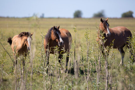 Caballos en el campo pampeano
