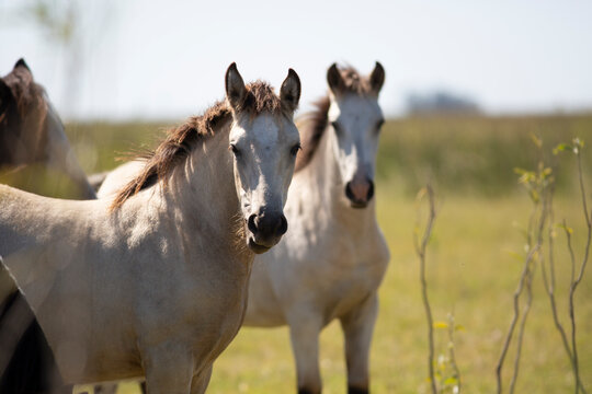 Caballos en el campo pampeano
