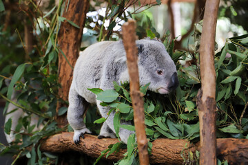 Naklejka na ściany i meble Koalabären in Australien