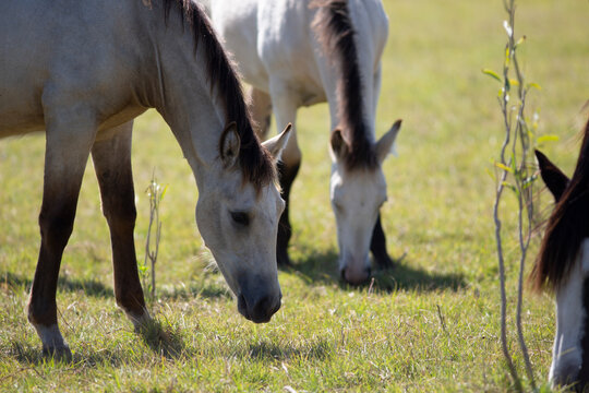 Caballos en el campo pampeano