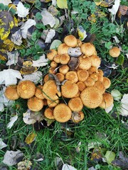 A honey fungus grew by the tree after the rain