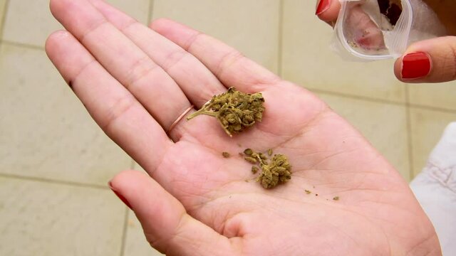 Une femme tient du cannabis dans ses mains et montre la drogue, illustration pour fumeur  