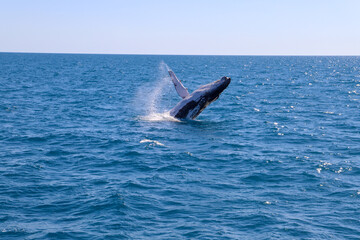 Naklejka premium Whale Watching in Australien 