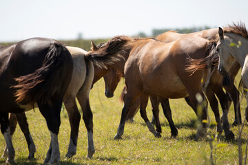 Caballos en el campo pampeano