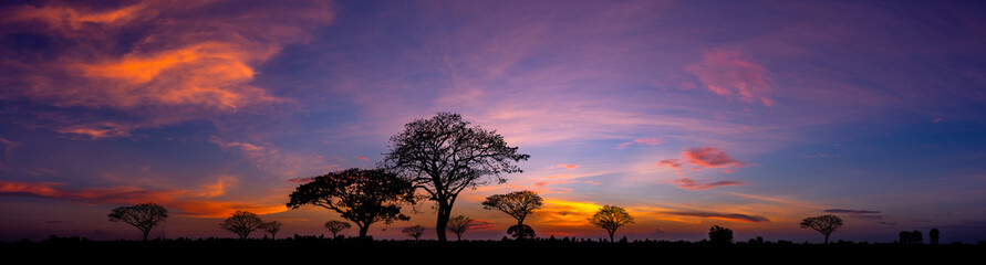 Obraz na płótnie Canvas Panorama silhouette tree in africa with sunset.Tree silhouetted against a setting sun.Dark tree on open field dramatic sunrise.Typical african sunset with acacia trees in Masai Mara, Kenya