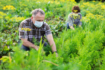 Fototapeta premium Man in protective mask working with dill bushes in garden
