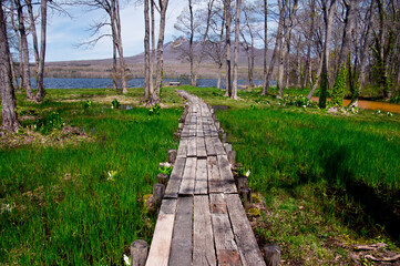 Fototapeta premium 大沼と木道