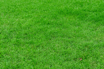 Green grass texture for background. Green lawn pattern and texture background. Close-up