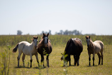 Obraz premium caballos en el campo pampeano