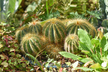 .Ball cacti in natural habitat in a garden.
