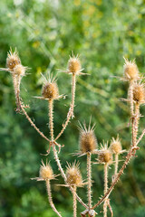 Wild teasel in garden, autumn time.