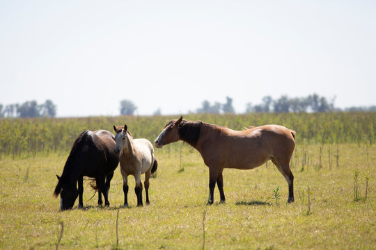 Caballos en el campo pampeano