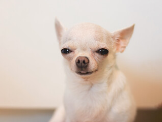 white short hair Chihuahua dog smiling and looking at camera.