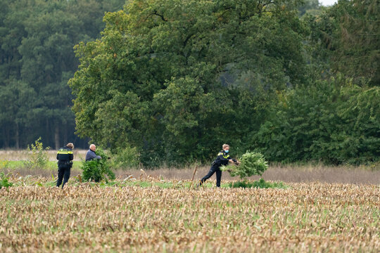 Ravenswoud - October 15 2020: Ravenswoud, Friesland, The Netherlands. Marijuana is collected from a freshly mown corn field by two police women and a farmer. The Netherlands