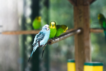 Parakeets sitting next to each other in a zoo cage.