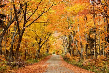 
The road to the resort in autumn, Sainte-Apolline