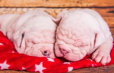 Two Funny American Bulldog puppies dogs are sleeping