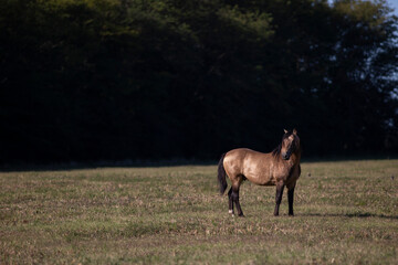 Caballos en el campo pampeano