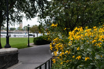 Beautiful Yellow Flowers at Rockefeller Park in Lower Manhattan along the Hudson River during Summer in New York City	