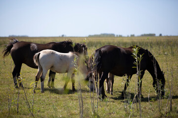 caballos en el campo pampeano
