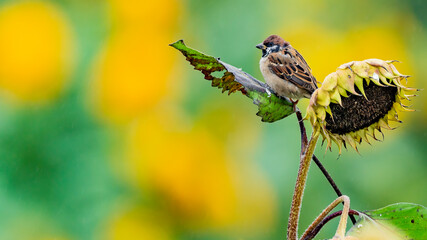 ヒマワリとスズメ