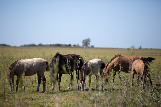 Caballos en el campo pampeano