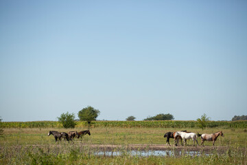 Caballos en el campo pampeano