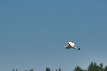 great egret (Ardea alba)  in flight
