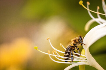 Bee on a white flower collecting pollen and nectar for the hive
