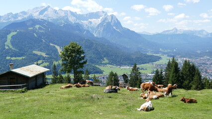 Kühe am Wank mit Zugspitze und Garmisch