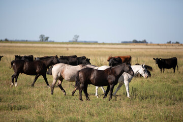 Obraz premium Caballos en el campo pampeano
