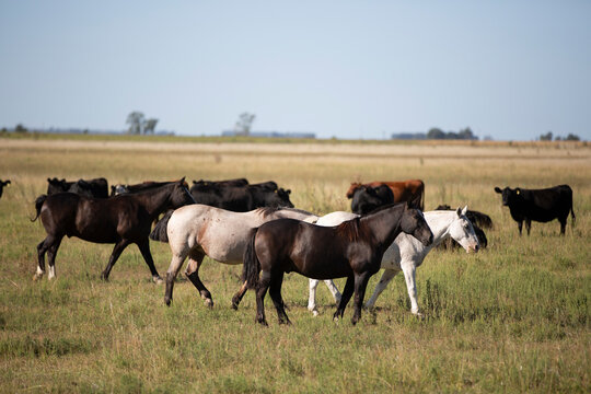Caballos en el campo pampeano