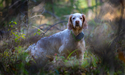 Hunting dog. English setter. Pointing dog. Hunting for a woodcock with the English setter.  The dog...