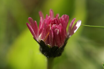 Gänseblümchen geschlossen pink 2020106 © manuela_merl