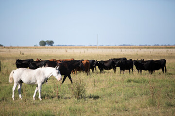 caballos en el campo pampeano