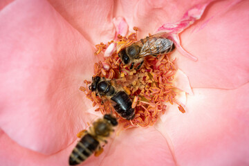 Bee on a pink rose gathering pollen and nectar