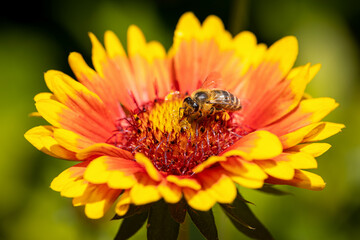 Bee on a orange flower collecting pollen and nectar for the hive