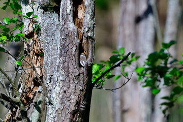 Obraz premium Grauschnäpper (Muscicapa striata) an seiner Nisthöhle 
