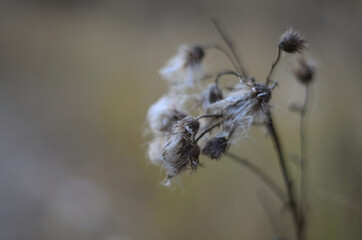 A dried field flower that was photographed on the Bank of the river Tsna .
