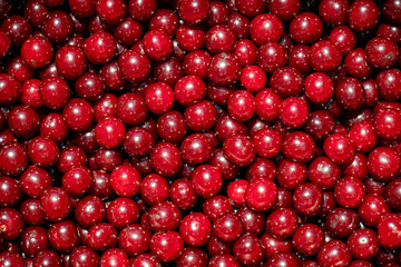 Background of ripe organic sour cherries in the sun