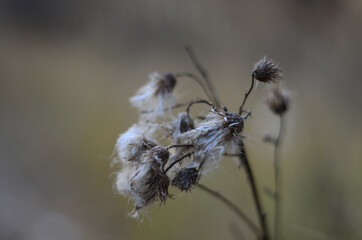 A dried field flower that was photographed on the Bank of the river Tsna .