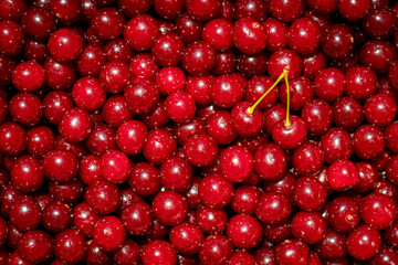 Background of ripe organic sour cherries in the sun