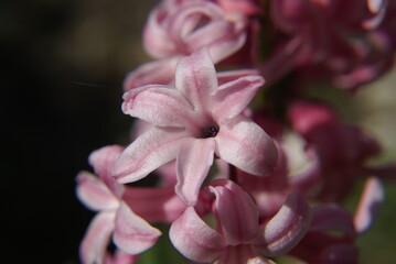 Hyazinthe rosa Nahaufnahme Blüte 2020107