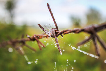 Dewdrops in a web