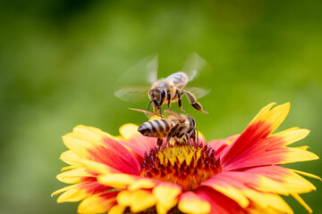 Bee on a orange flower collecting pollen and nectar for the hive