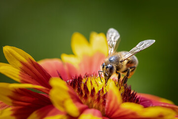 Bee on a orange flower collecting pollen and nectar for the hive