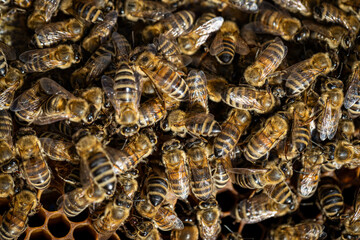 Bees working on a frame in a healthy hive