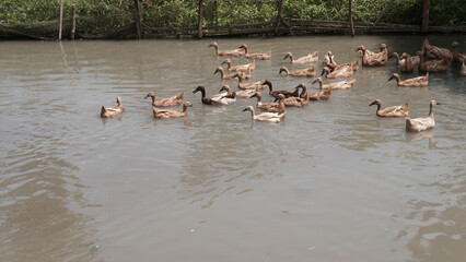A flock of brown ducks swimming in the river