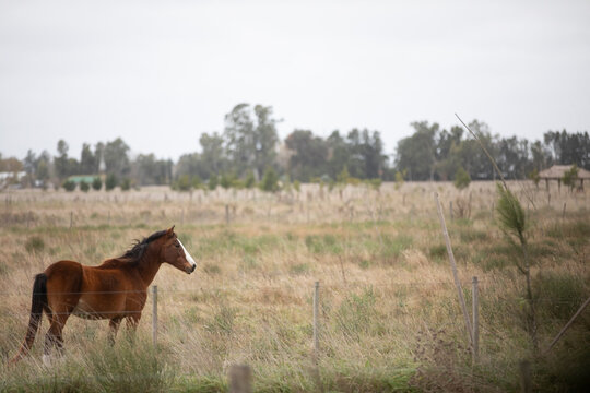 Caballos en el campo pampeano